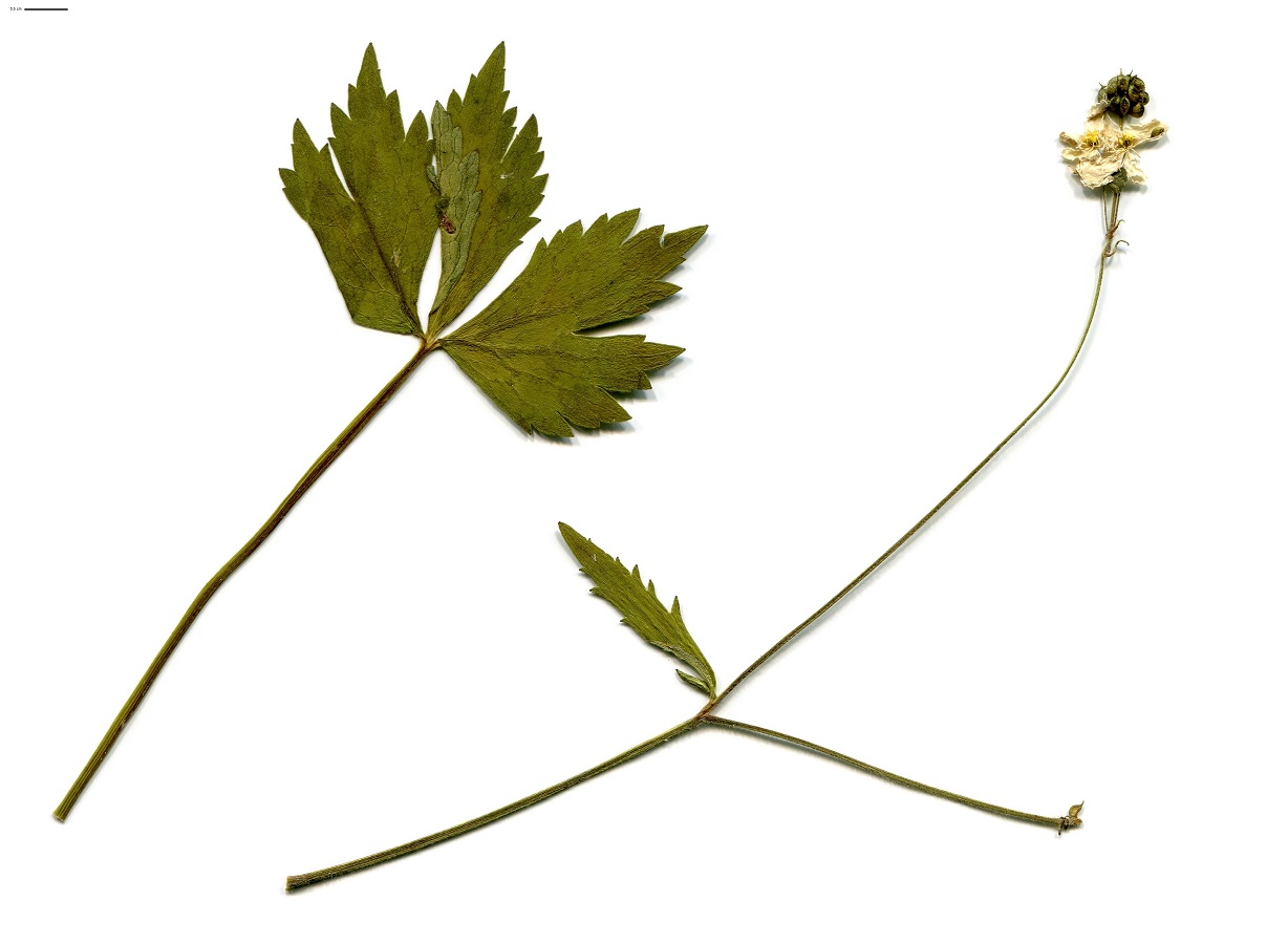 Ranunculus aconitifolius (Ranunculaceae)